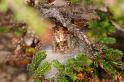 Philodromus_aureolus_D7482_Z_88_NP De Hoge Veluwe_Nederland